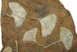 Eight Paleocene Fossil Ginkgo Leaves - North Dakota #276708-2